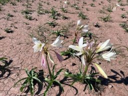 Crinum paludosum leaves